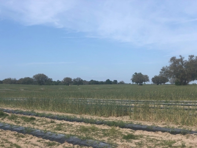 Trenton FL, Land for sale & Real Estate - image 3