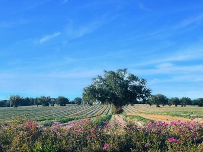 Trenton FL, Land for sale & Real Estate - image 12