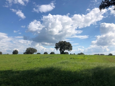 Trenton FL, Land for sale & Real Estate - image 15