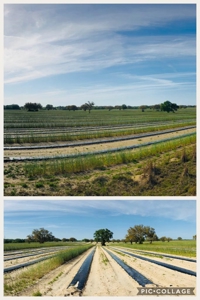 Trenton FL, Land for sale & Real Estate - image 1