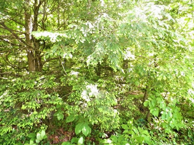 House With 8 Acres And Timber In Rural Retreat, Va - image 5