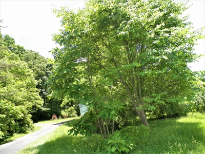 House With 8 Acres And Timber In Rural Retreat, Va - image 2