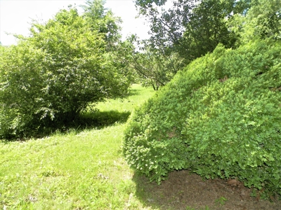House With 8 Acres And Timber In Rural Retreat, Va - image 9