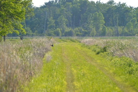 Duck Marsh for sale Wisconsin, 300+ AC Recreational Property - image 17