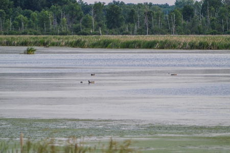 Duck Marsh for sale Wisconsin, 300+ AC Recreational Property - image 25
