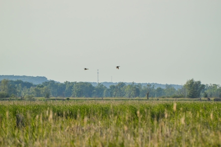 Duck Marsh for sale Wisconsin, 300+ AC Recreational Property - image 21