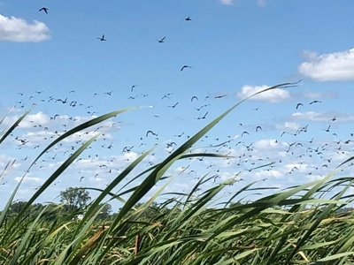 Duck Marsh for sale Wisconsin, 300+ AC Recreational Property - image 38
