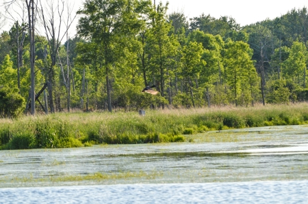 Duck Marsh for sale Wisconsin, 300+ AC Recreational Property - image 18