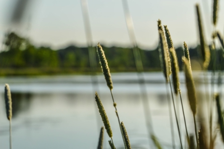 Duck Marsh for sale Wisconsin, 300+ AC Recreational Property - image 20