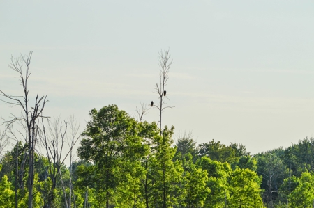 Duck Marsh for sale Wisconsin, 300+ AC Recreational Property - image 19