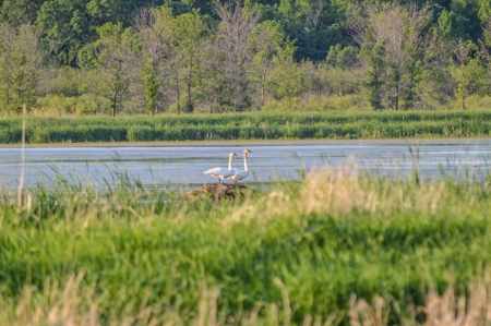 Duck Marsh for sale Wisconsin, 300+ AC Recreational Property - image 24