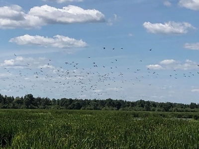 Duck Marsh for sale Wisconsin, 300+ AC Recreational Property - image 39