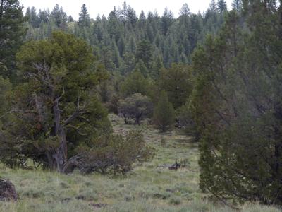 Eastern Oregon Hunters Oasis - Malheur Forest - image 7