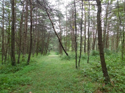 Country Home For Sale in Slanesville, WV - image 50