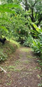 180 degree views from hilltop home, Bocas del Toro Panama - image 30