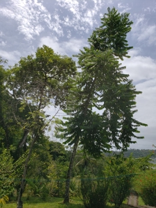 180 degree views from hilltop home, Bocas del Toro Panama - image 33