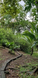 180 degree views from hilltop home, Bocas del Toro Panama - image 29