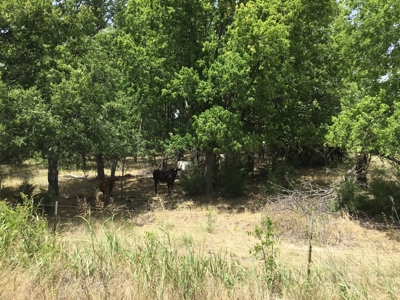 Active Option-Development Property In Terrell, Tx For Sale - image 8