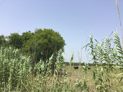 Active Option-Development Property In Terrell, Tx For Sale - image 7