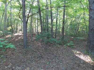 Wooded Lot with Camper Near Philpott Lake in Ferrum VA - image 7