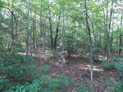 Wooded Lot with Camper Near Philpott Lake in Ferrum VA - image 17
