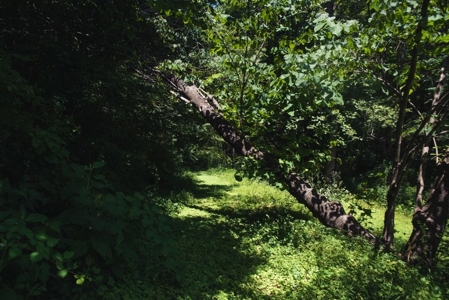 Woolwine VA B&B or Family Retreat for Sale - image 22