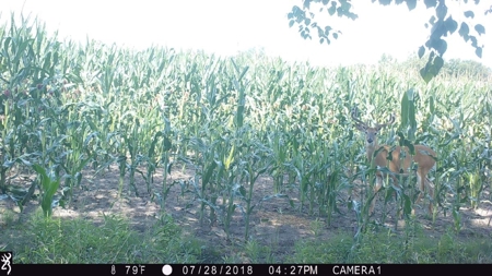 Columbia County Land for Sale Near Portage WI - image 4