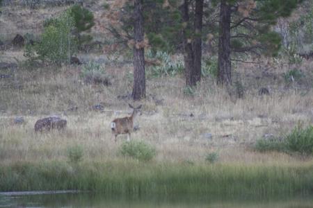 Eastern Oregon Forest Cabin with Private Lake - image 20