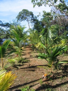 Great views,  Coastal Land Isla Popa Bocas del Toro Panama - image 17