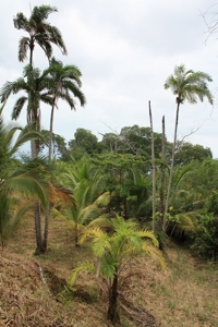 Great views,  Coastal Land Isla Popa Bocas del Toro Panama - image 23