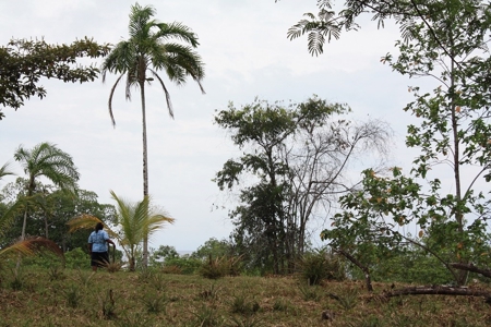 Great views,  Coastal Land Isla Popa Bocas del Toro Panama - image 24