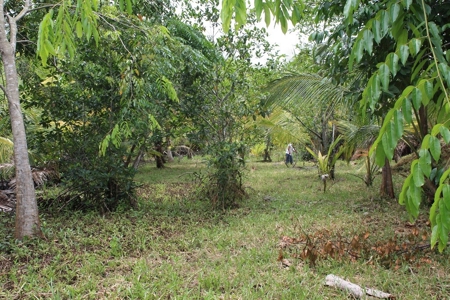 Great views,  Coastal Land Isla Popa Bocas del Toro Panama - image 21