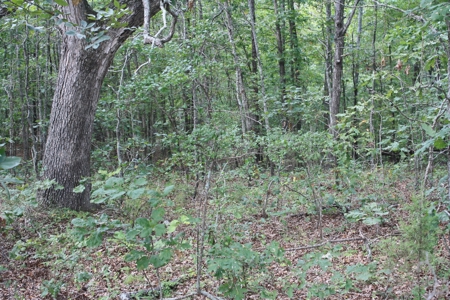 Wayne County Missouri Land For sale 317 acres - image 2