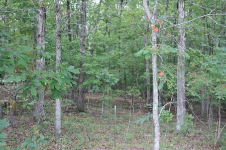Wayne County Missouri Land For sale 317 acres - image 4