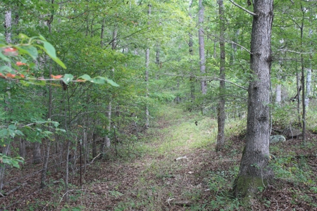 Wayne County Missouri land for sale 188.35 Acres - image 5