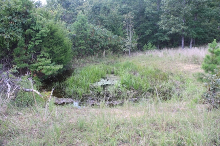 Wayne County Missouri land for sale 188.35 Acres - image 4