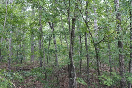 Wayne County Missouri land for sale 188.35 Acres - image 1