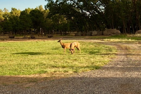 Colorado hobby farm on 40 acres with running creek & views - image 20