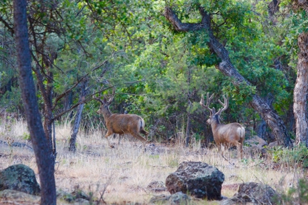 Colorado hobby farm on 40 acres with running creek & views - image 28