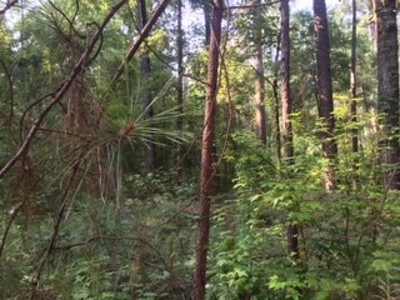 Hunting Property Land Timberland For Sale Franklin County MS - image 8