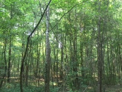 Hunting Property Land Timberland For Sale Franklin County MS - image 7