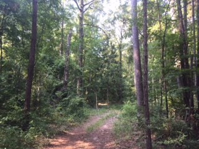Hunting Property Land Timberland For Sale Franklin County MS - image 3
