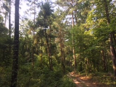 Hunting Property Land Timberland For Sale Franklin County MS - image 9
