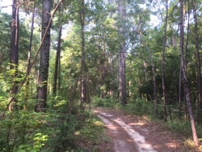 Hunting Property Land Timberland For Sale Franklin County MS - image 4