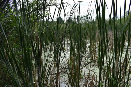 Northern MI Hunting Property for Sale Atlanta MI - image 21