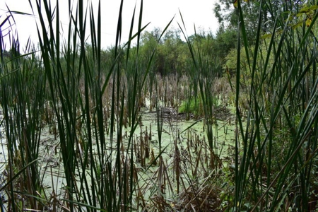 Northern MI Hunting Property for Sale Atlanta MI - image 20