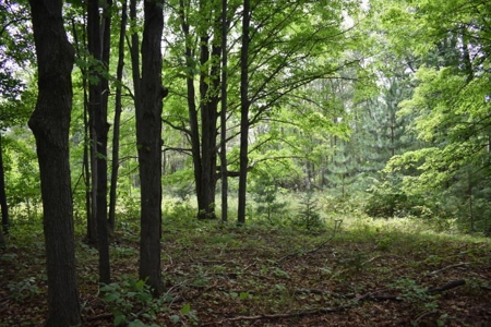 Northern MI Hunting Property for Sale Atlanta MI - image 15