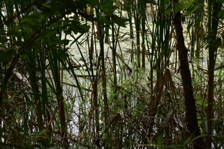 Northern MI Hunting Property for Sale Atlanta MI - image 18