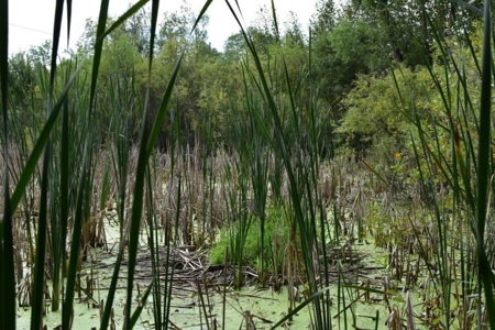 Northern MI Hunting Property for Sale Atlanta MI - image 22