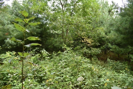 Northern MI Hunting Property for Sale Atlanta MI - image 24